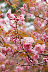 double cherry blossoms in spring
