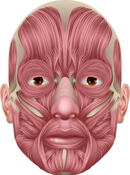 Face Muscles Human Muscle Medical Anatomy Diagram