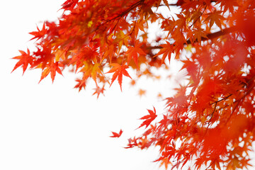 autumn maple leaves background, Japan