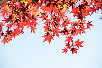autumn maple leaves background, Japan