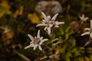 edelweiss flower in the garden