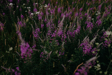 Fototapeta premium Dark flower background, beautiful wild flowers in sunset meadow, blooming sally, purple flowers in field soft focus