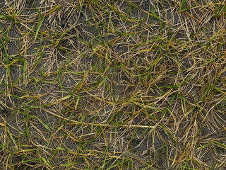 枯草の背景素材