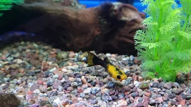 Yellow-black bellyfish (Poecilia) in home aquarium.