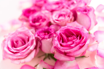 Fototapeta na wymiar Pink roses