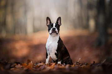Boston Terrier dog portait in autumn time - obrazy, fototapety, plakaty