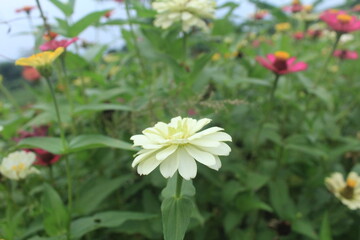 white zinnia flowers in the garden