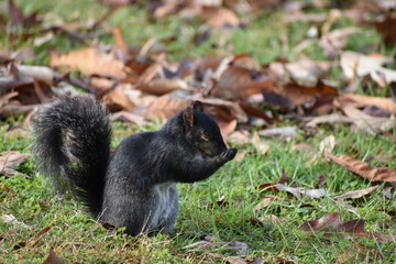 Naklejka na ściany i meble black squirrel in the park with his eyes closed