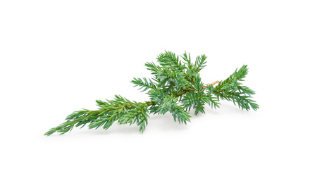Juniper branch isolated on white background