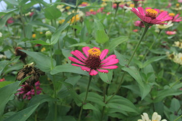 pink zinnias