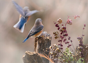  two Bluebird on branch with red leaves