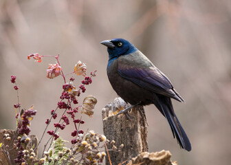 Blackbird on branch with red leaves