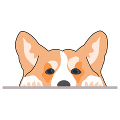 corgi looks out from behind the table
