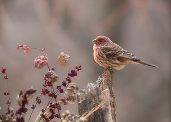 songbird on perch in autumn
