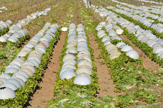 Cultivos con tapaderas de pl&aacute;stico