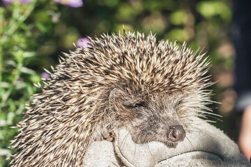 Hedgehog muzzle. Spiny mammal. Hedgehog in hand.
