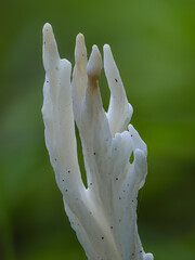 Runzeliger Keulenpilz (Clavulina rugosa) © Lothar Lenz