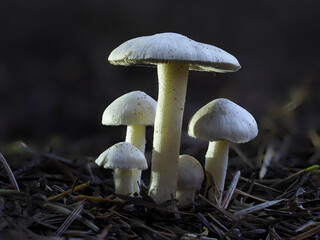 Seidiger Risspilz (Inocybe geophylla)