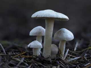 Seidiger Risspilz (Inocybe geophylla)