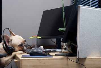 The bulldog dog while working the night shift in online phone support lies on the table and looks tiredly at the monitor