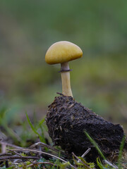 Pilz auf Dung