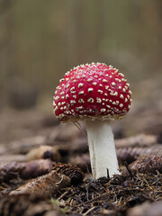 Fliegenpilz (Amanita muscaria)
