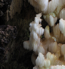 Tannenstachelbart (Hericium flagellum)