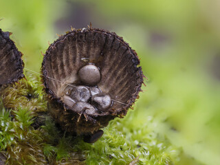Gestreifter Teuerling (Cyathus striatus)