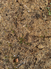 old foliage, the Christmas tree crumbled