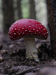 Fliegenpilz (Amanita muscaria)