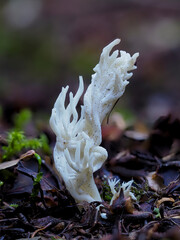 Runzeliger Keulenpilz (Clavulina rugosa) © Lothar Lenz
