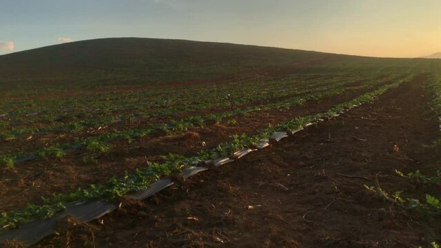 4k, Watermelon farming area in the south of Thailand, Watermelon farm, Watermelon field in sunray, Sun beam, Sun flar