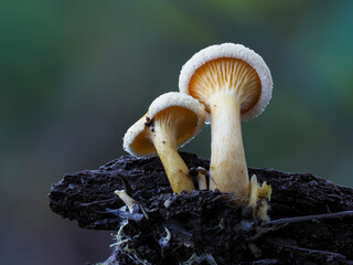 Falscher Pfifferling (Hygrophoropsis aurantiaca)