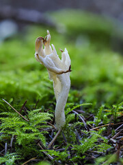 Runzeliger Keulenpilz (Clavulina rugosa) © Lothar Lenz