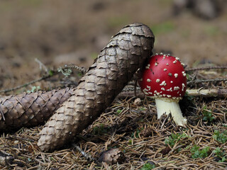Fliegenpilz (Amanita muscaria)