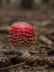 Fliegenpilz (Amanita muscaria)