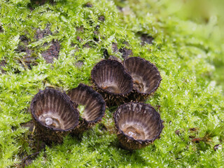 Gestreifter Teuerling (Cyathus striatus)