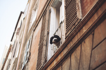 Obraz premium the dog looks at the owner from the window of the house.