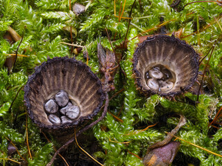 Gestreifter Teuerling (Cyathus striatus)
