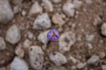 Flor cerrada vista desde arriba sobre bokeh de suelo rocoso