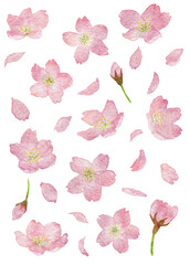 桜の花や蕾、花びらの水彩画イラストパーツ