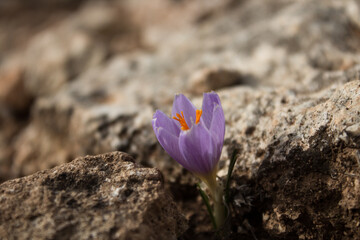 Azafr&aacute;n con bokeh