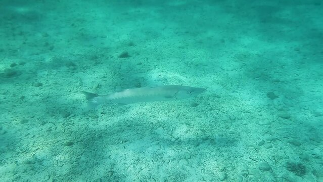 a barracuda, Sphyraena jello swims over sandy bottom in the turquoise water of the red sea past the camera