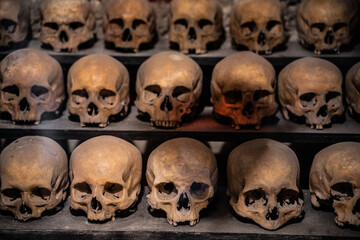 many skulls are human