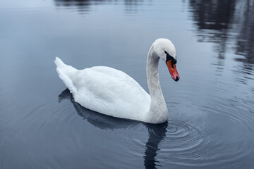Fototapeta premium Close-up of a wild white swan swimming on a lake. Graceful white swan swimming in the lake, swans in the wild, portrait of a white swan floating on the water.
