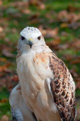 red-tailed hawk or buteo jamaicensis full facial view 
