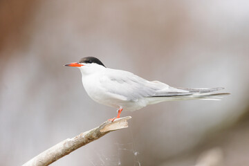 Birds at risk of extinction. Reduce carbon footprint, preserving earth living, causes of climate change emissions of harmful gases, carbon dioxide contributes to global warming and environmental