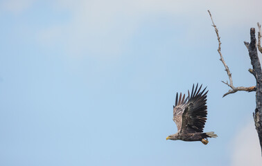 Obraz premium Birds at risk of extinction. Reduce carbon footprint, preserving earth living, causes of climate change emissions of harmful gases, carbon dioxide contributes to global warming and environmental