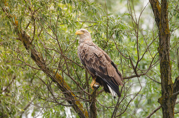 Birds at risk of extinction. Reduce carbon footprint, preserving earth living, causes of climate change emissions of harmful gases, carbon dioxide contributes to global warming and environmental