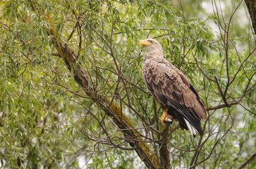 Birds at risk of extinction. Reduce carbon footprint, preserving earth living, causes of climate...